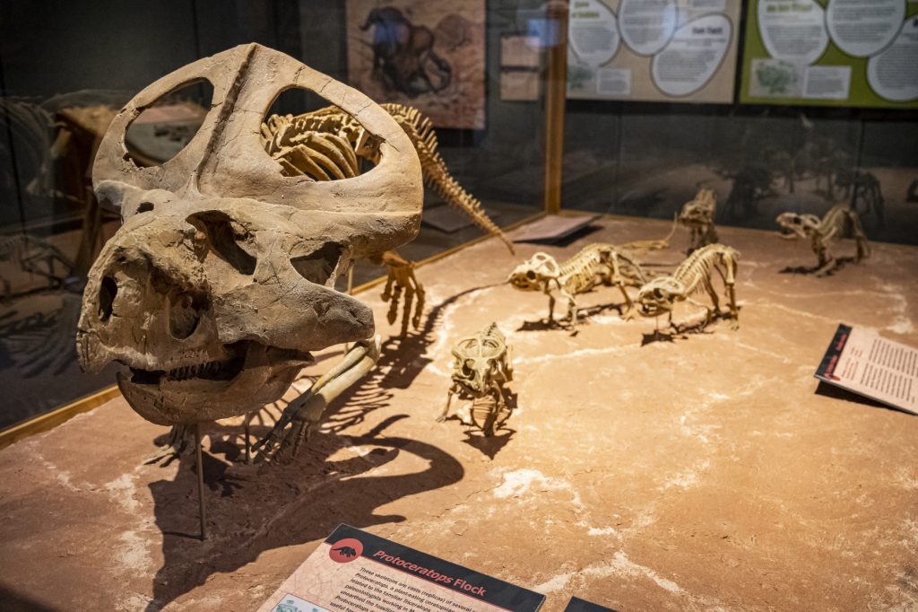 family of protoceratops skeletons