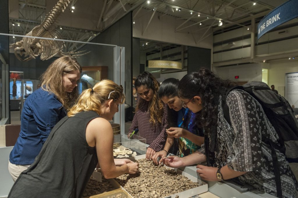 people picking up and interacting with a tray of fossils