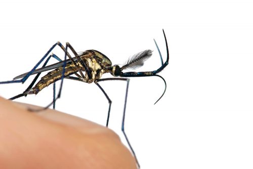 Elephant mosquito with upturned mouthparts on finger