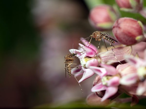 2 mosquitoes on pink flowers