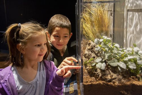 children pointing at animal in a case