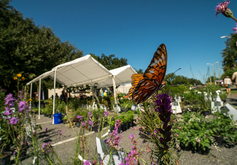 Celebrate Earth Day at Florida Museum’s spring plant sale April 2123