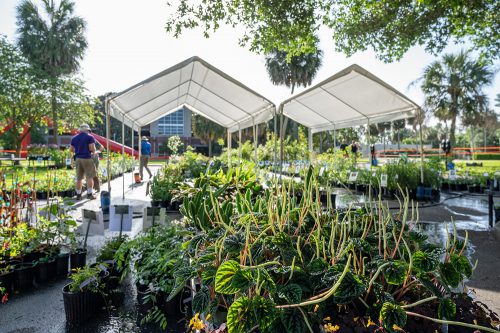 Plants under a tent