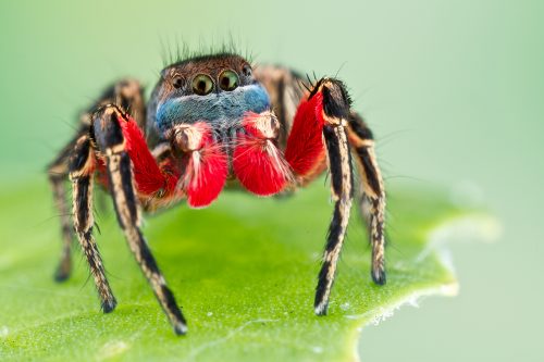 black and red spider on a leaf
