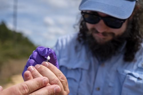 person holding a bee