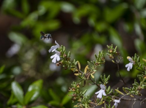 bee hovering near flower