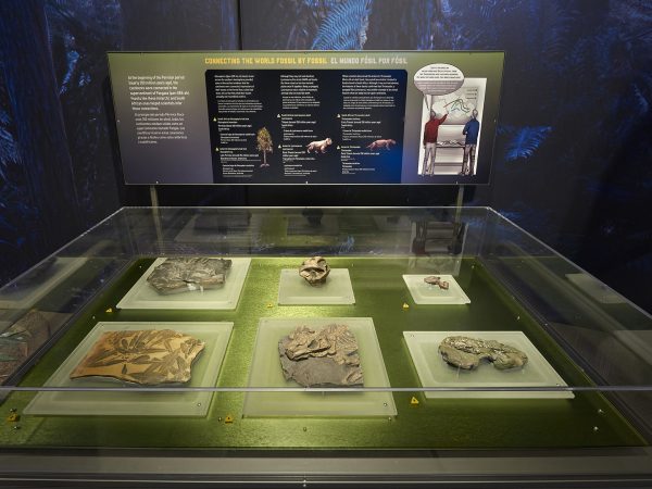 display case of fossils