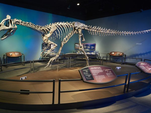 large skeletal model of a dinosaur on display