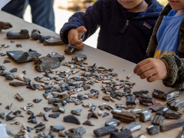 kids look at fossils on a table