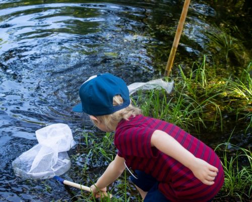 A young boy uses a net to catch amphibians at a previous Family Discovery Camp. ©Florida Museum/Bonny Matejowsky a young boy with a net, next to a body of water