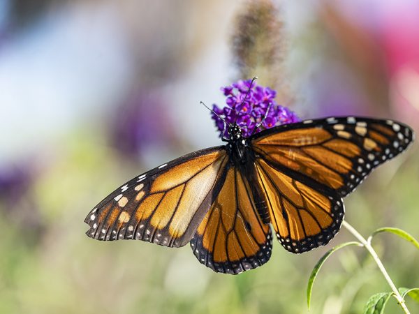 butterfly on flower