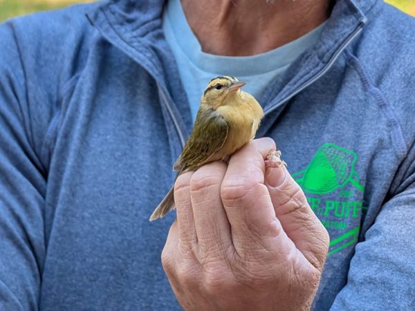 person holding a bird