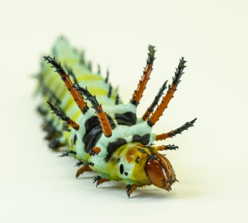 green caterpillar on a white background