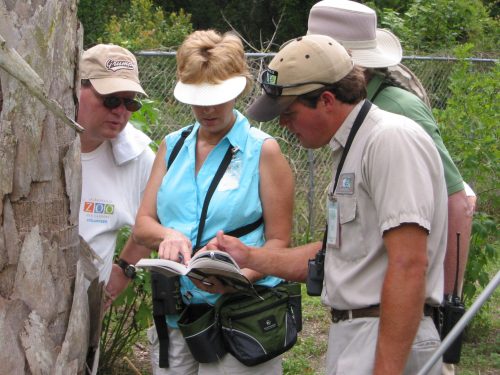 identifying butterflies