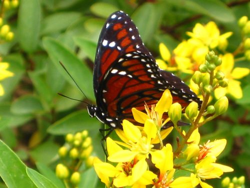 Viceroy butterfly