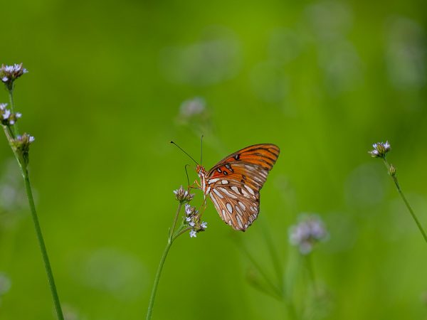 orange butterfly on field of green grasses