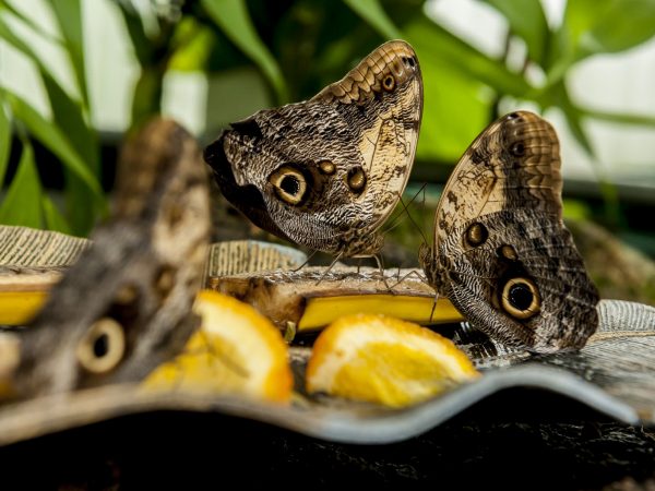 several brown butterflies on banans