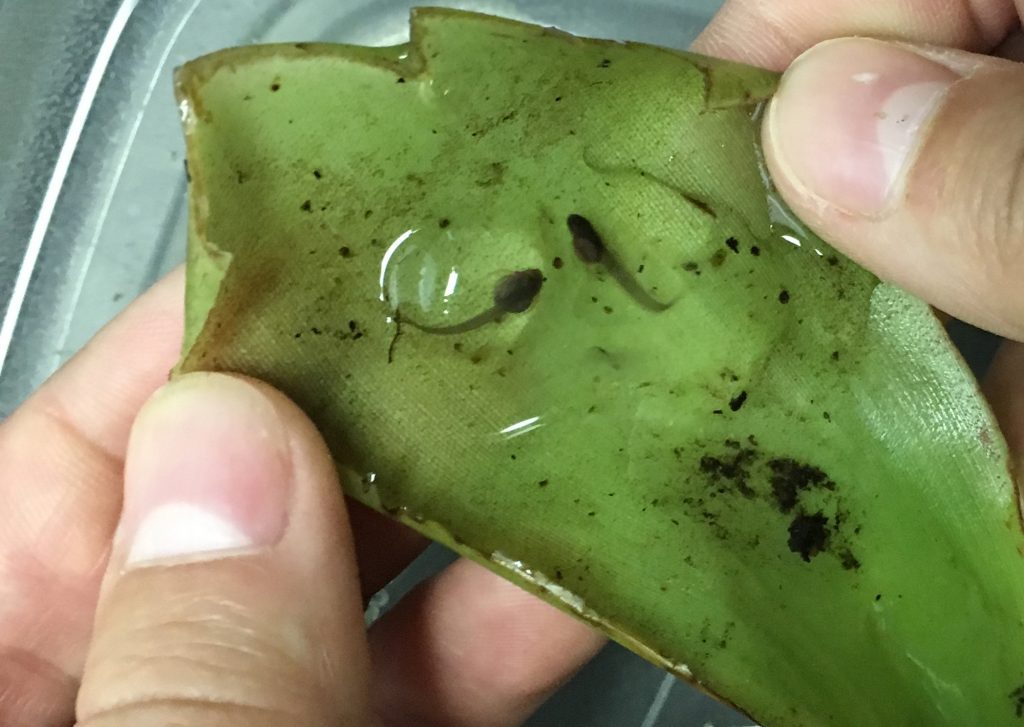 Poison dart frog eggs.