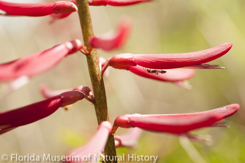 Ant on coral bean