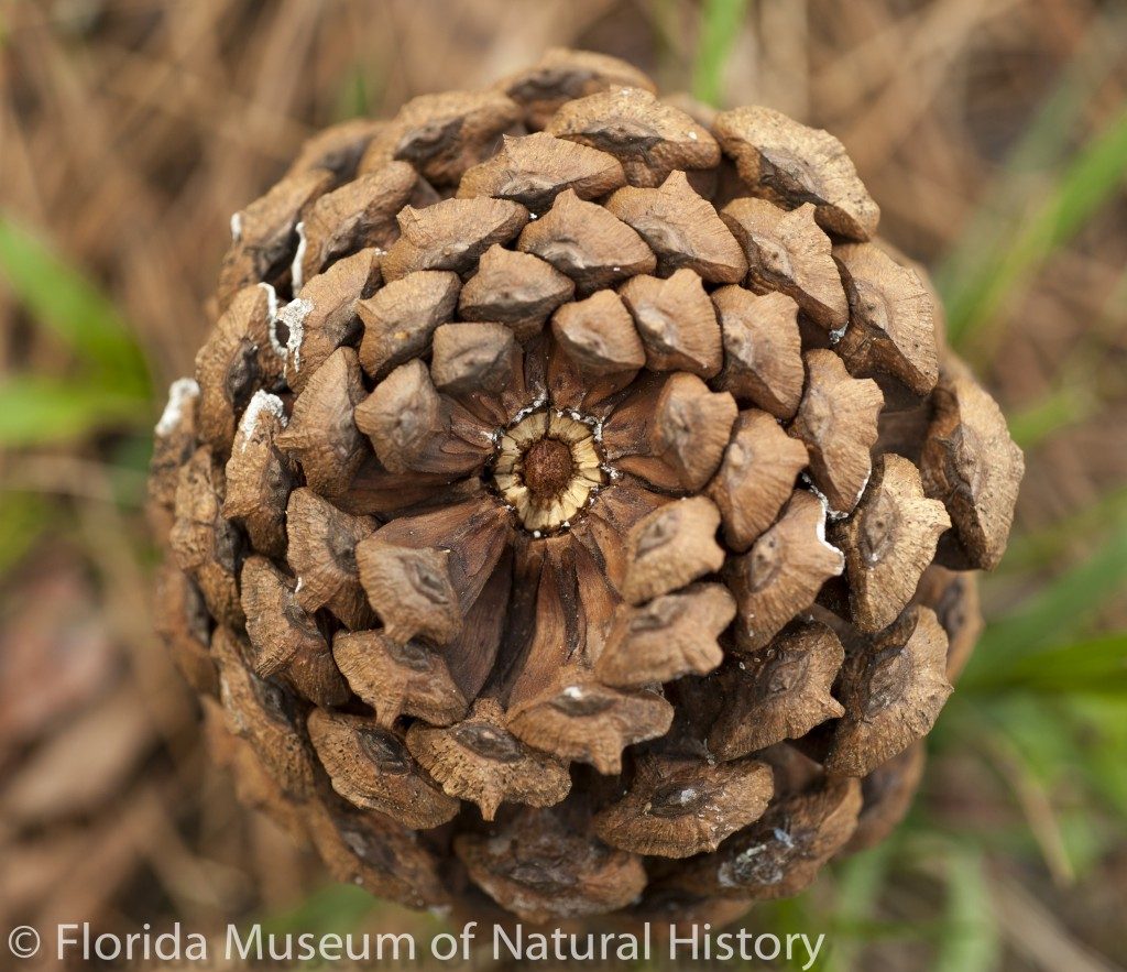 Pine cone