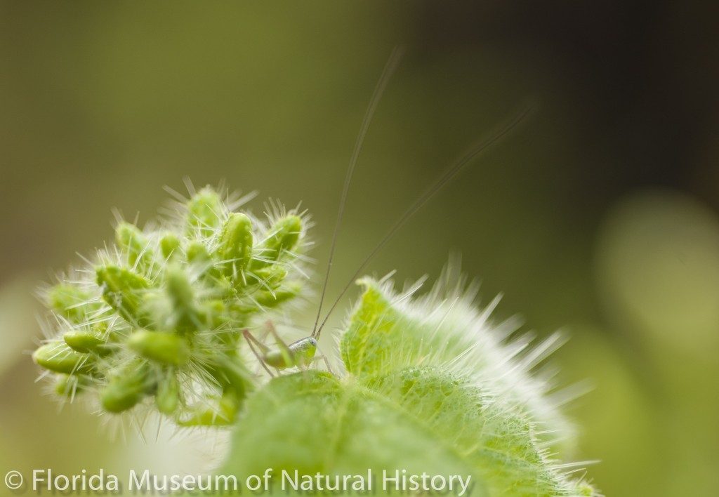 Tiny grasshopper