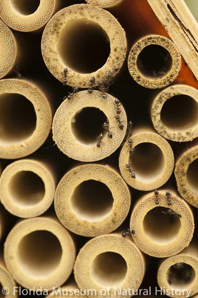 Ants on bee house