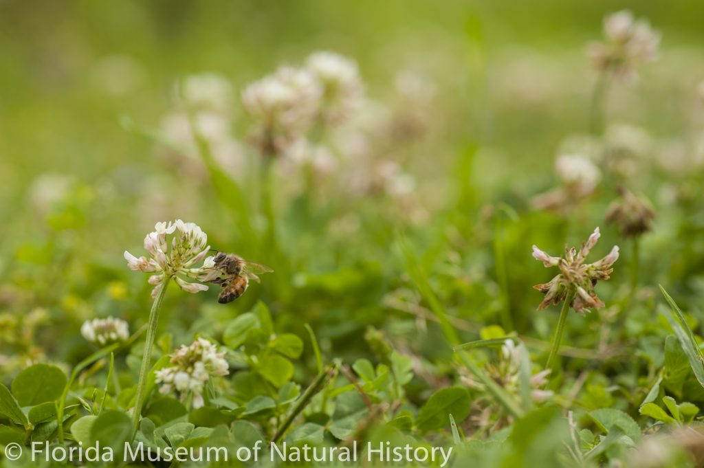 Bee and Clover 3