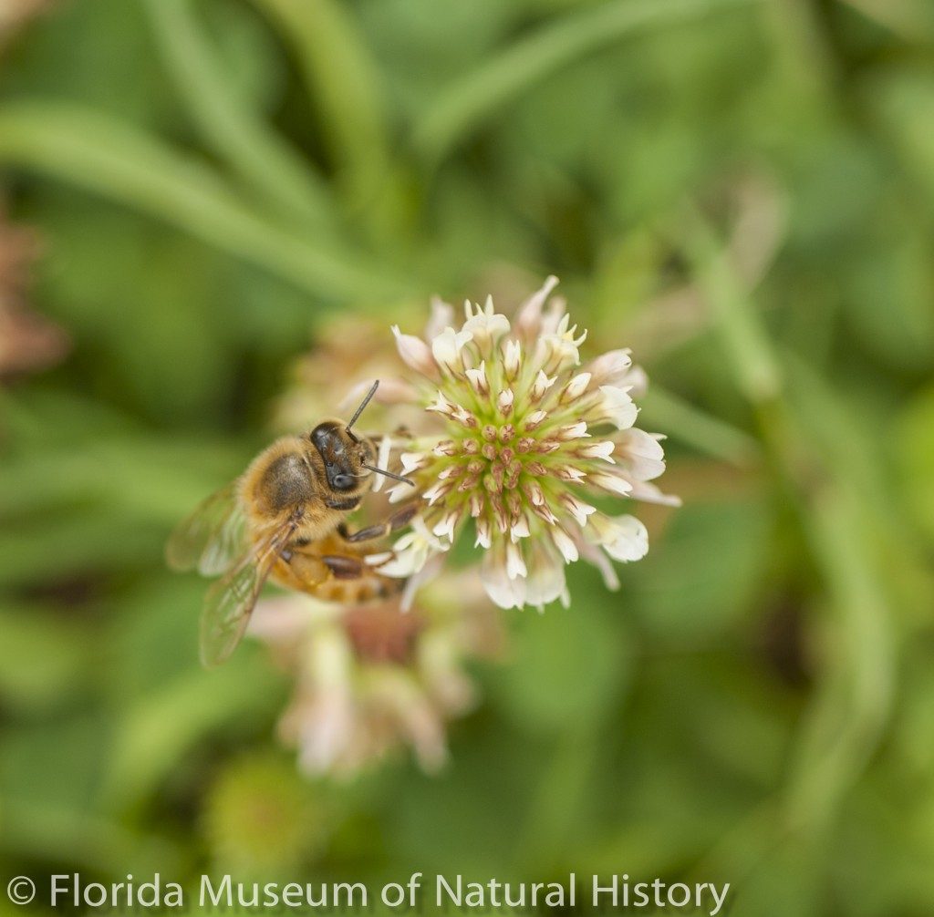 Bee and Clover