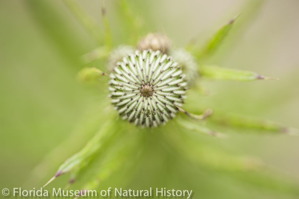 Thistle