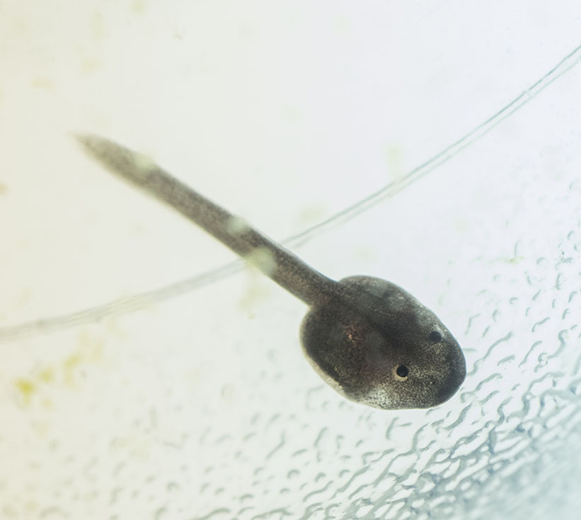 MuseumLife, Baby Poison Dart Frog Tadpole – Florida Museum Blog
