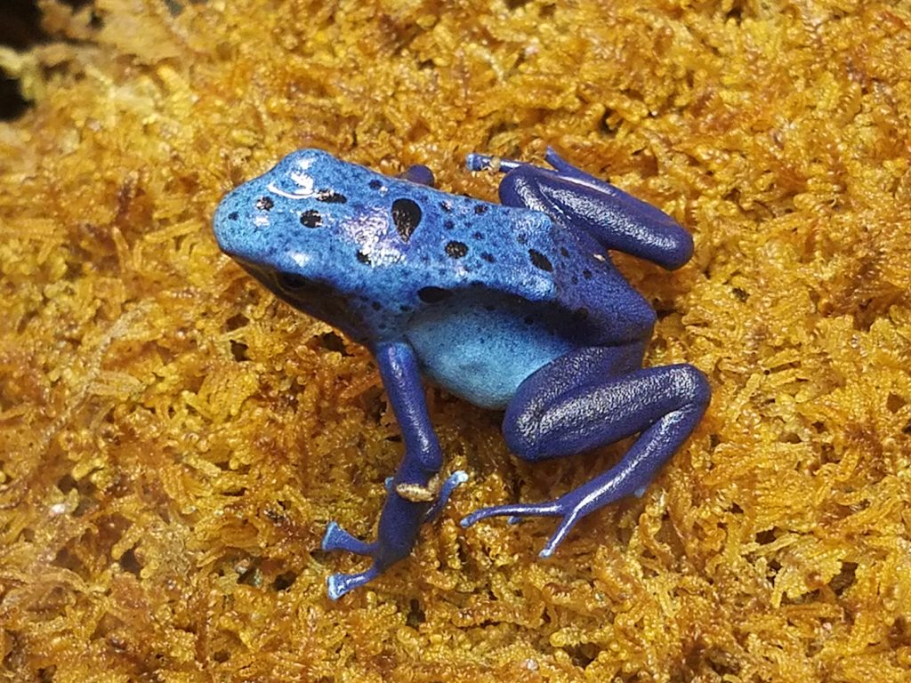 Poison dart frog