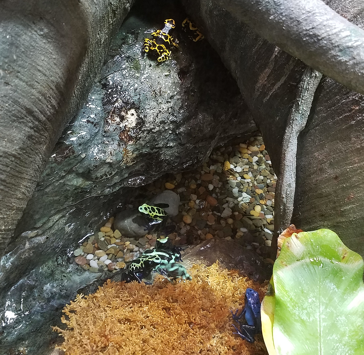 MuseumLife, More Baby Frogs! – Florida Museum Blog