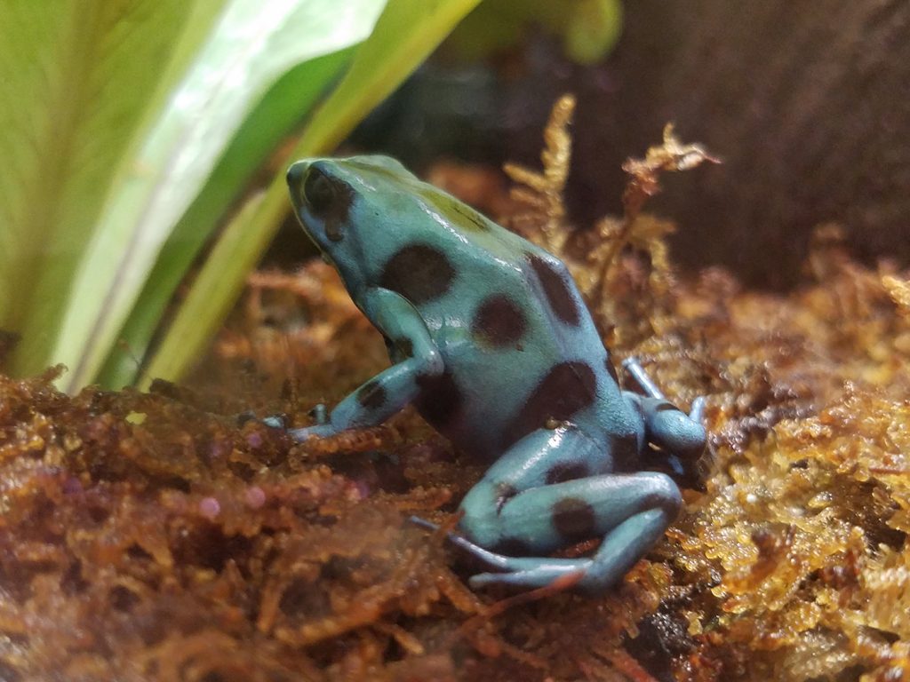 Poison dart frog