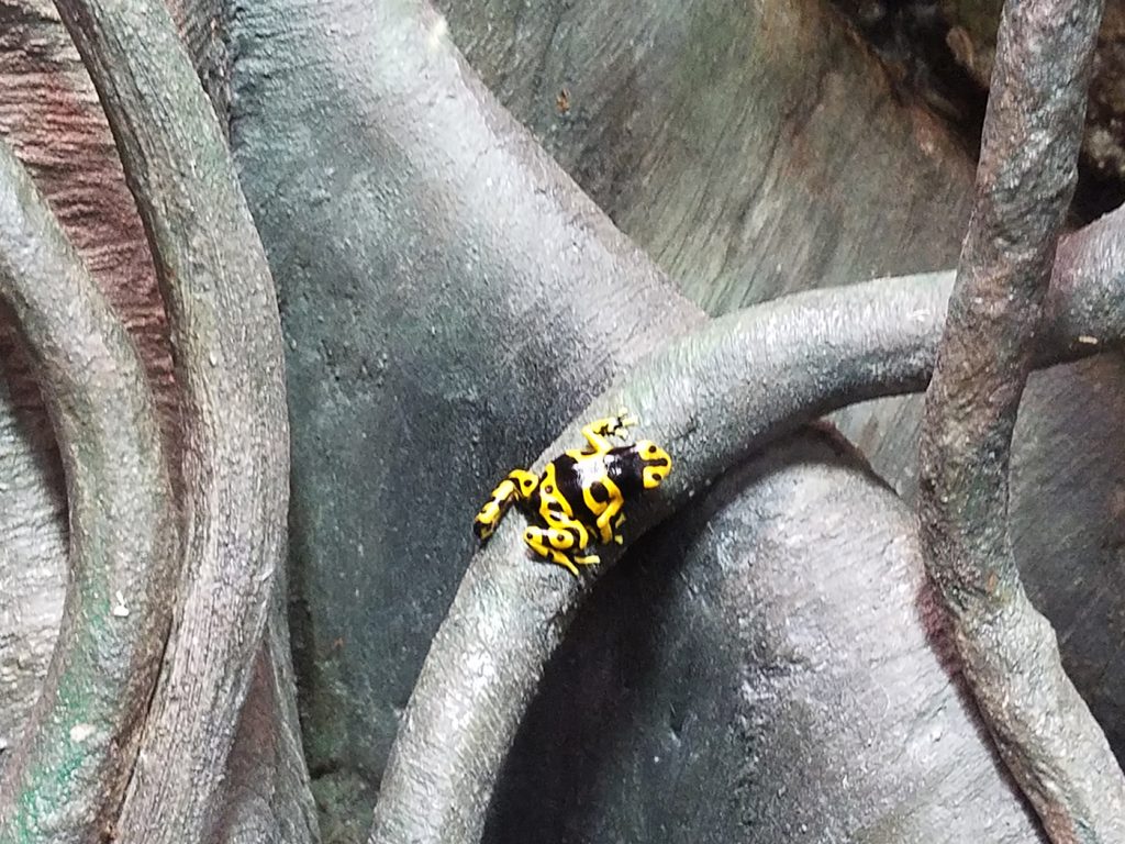 Poison dart frog