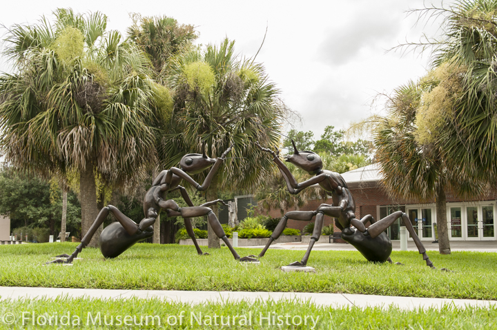 Ants Go Marching – Florida Museum Blog