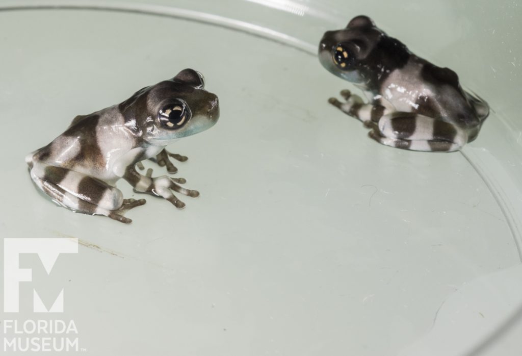 milk frogs
