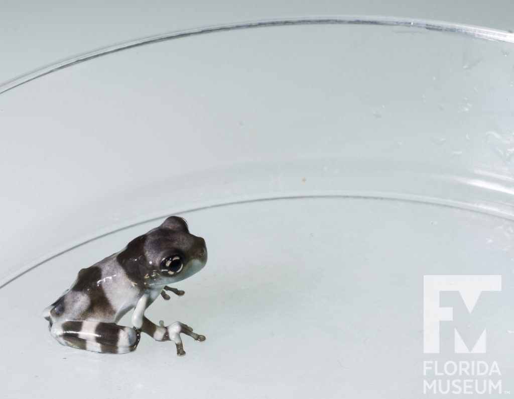 baby milk frogs