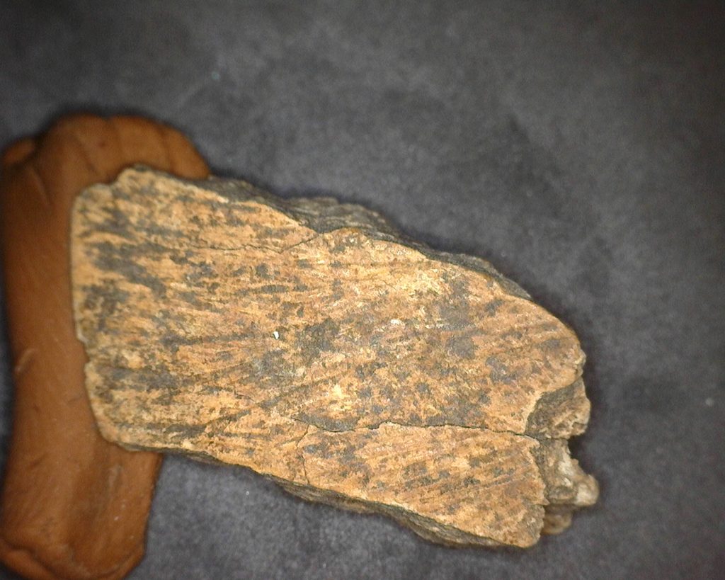 Carved bone fragment back