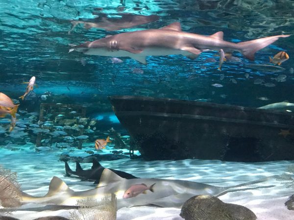 sawfish in aquarium