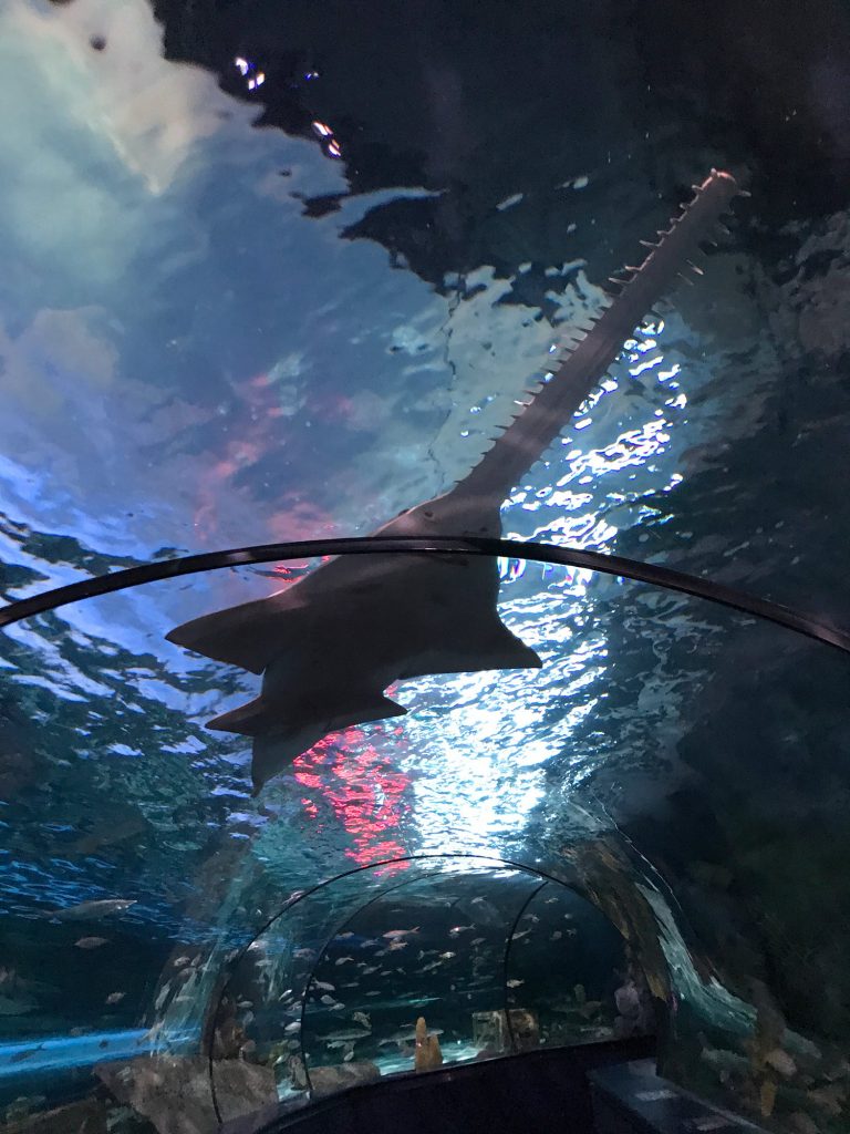 sawfish in aquarium