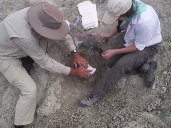 VertPaleo fossil in Nebraska
