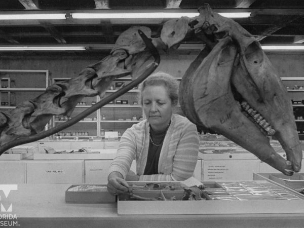 scientists examines bones