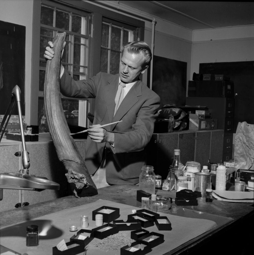 scientist treating fossil horn