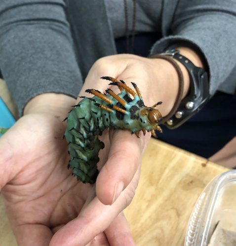 large green caterpillar with orange spikes