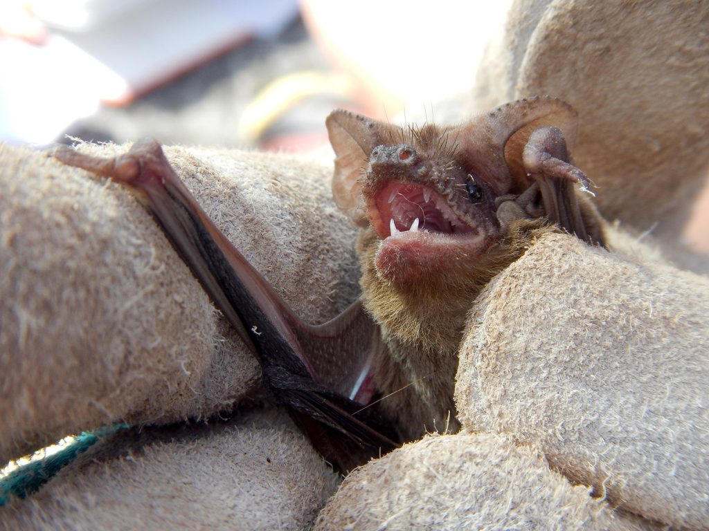 bat being carefully held in gloves
