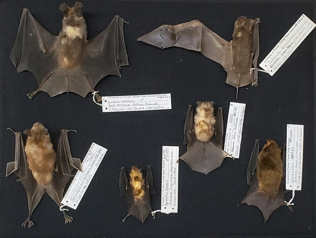 six specimens of bats from the collection