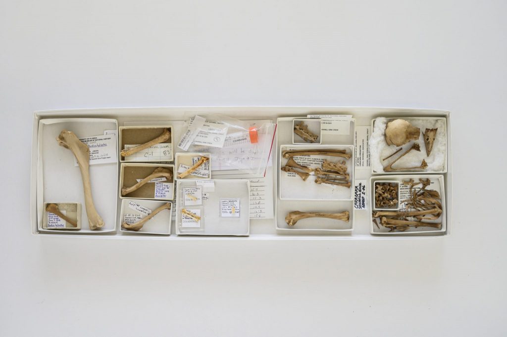 tray with selection of bird fossils