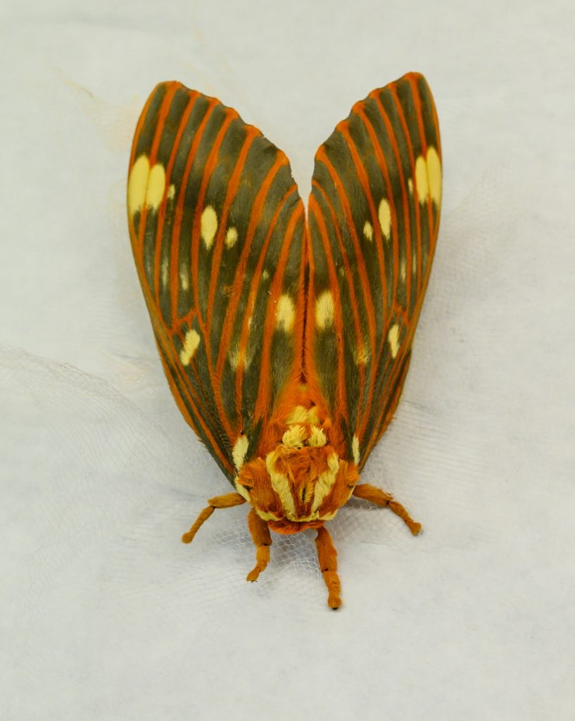large brown and orange moth