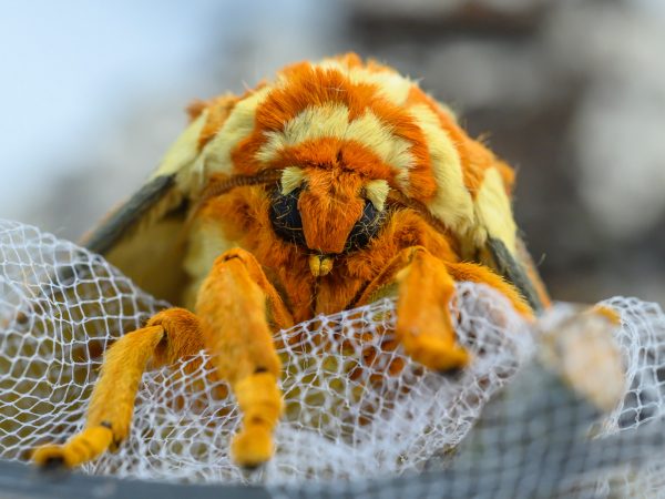 close up of fuzzy moth face