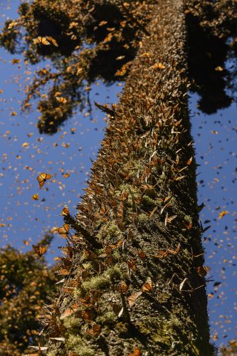 thousands of butterflies sitting in a large tree